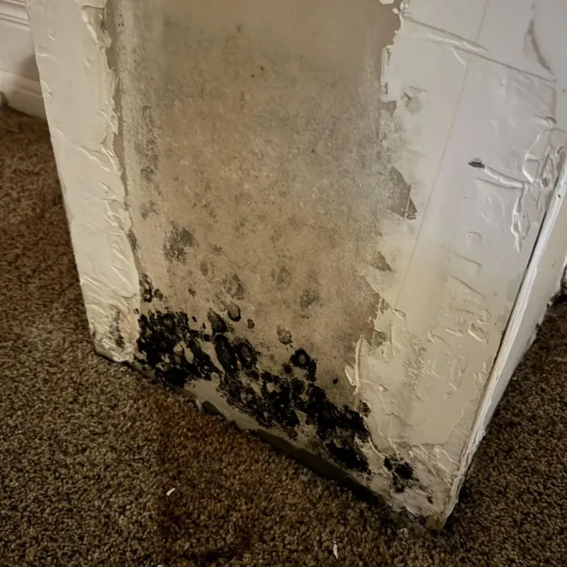 Professional Mold Removal in Sharpes, FL